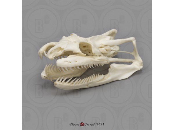 Anaconda Schedelmodel