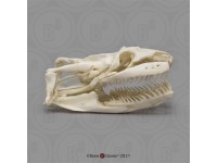 Anaconda Schedelmodel