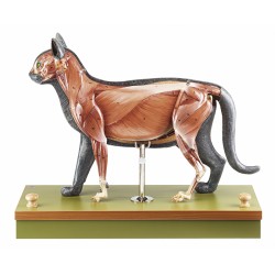 Anatomie Model Kat Anatomie Model Kat