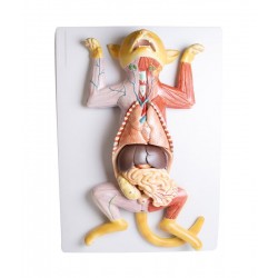 Anatomie Model Zwangere Kat , 9-delig