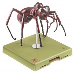 Anatomisch Model Rode Bosmier