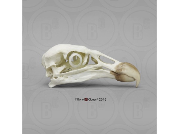 Andescondor Schedelmodel
