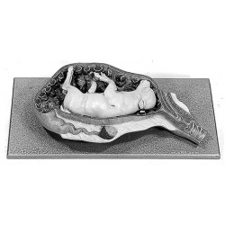 Baarmoeder Model Koe