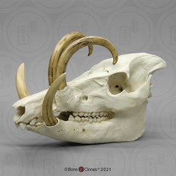 Babiroesa Schedelmodel Babiroesa Schedelmodel
