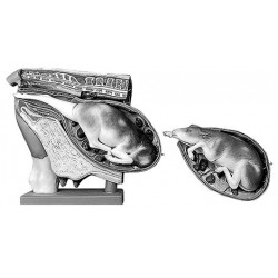 Bekkenmodel Koe met Uitneembare Baarmoeder