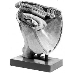 Bekken Vrouwelijke Koe Zonder Foetus 