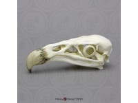 Californische Condor Schedelmodel