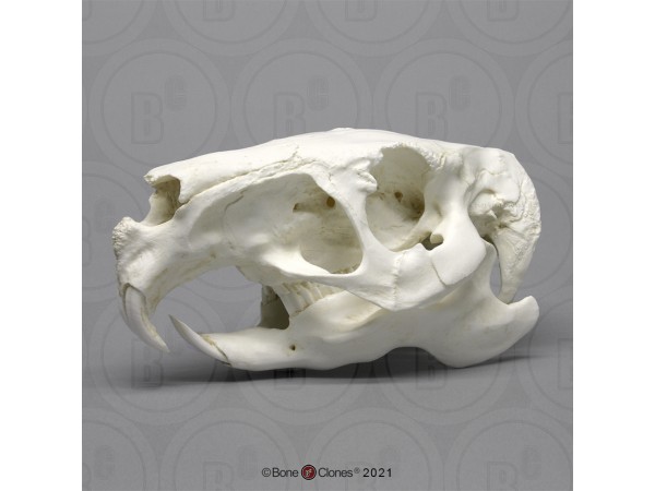 Capibara Schedelmodel