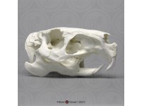 Capibara Schedelmodel