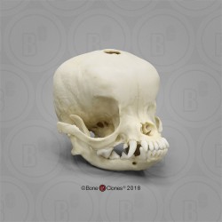 Chihuahua Schedelmodel, appelvormig hoofd