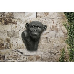 Chimpansee Buste