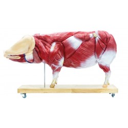 Didactisch Varken Model, 20-delig