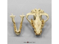 Dinocrocuta Schedelmodel