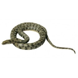 Dobbelsteenslang Model