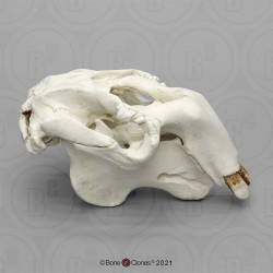 Doejong Schedelmodel