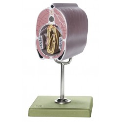 Dwarsdoorsnede Lancetvisje