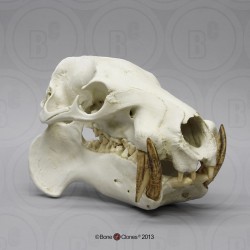 Dwergnijlpaard Schedel Model