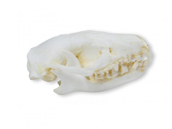 Egel Schedelmodel