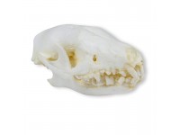 Egel Schedelmodel