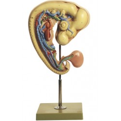 Embryo Kip Model