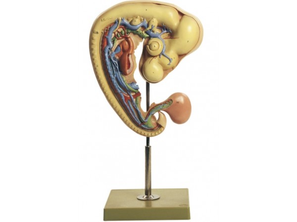 Embryo Kip Model