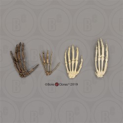 Evolutionaire Vergelijkingsset Primaten Handen