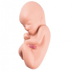 Foetus Model 4 Maanden Foetus Model 4 Maanden