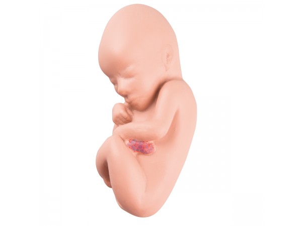 Foetus Model 4 Maanden