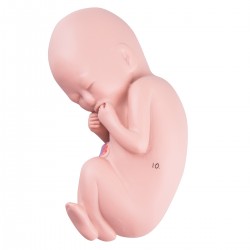 Foetus Model 5 Maanden Foetus Model 5 Maanden