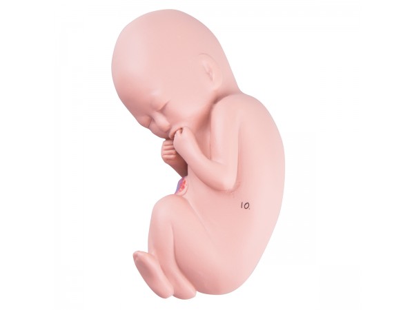 Foetus Model 5 Maanden