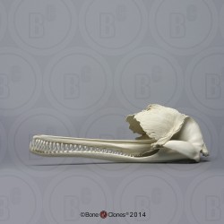 Gangesdolfijn Schedelmodel