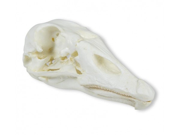 Gans Schedelmodel