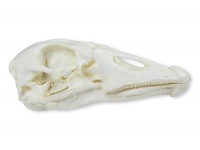 Gans Schedelmodel