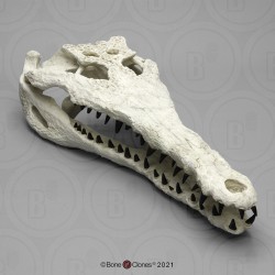 Gavialosuchus Schedelmodel
