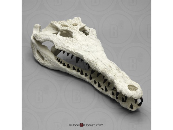 Gavialosuchus Schedelmodel