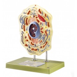 Gedetailleerd Dierlijke Cel Model