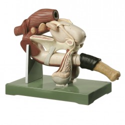 Genitale Organen Model Hengst