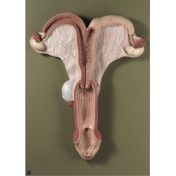Genitale Organen Model Merrie