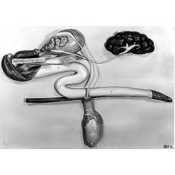 Genitale Organen Model Stier Met Urine Systeem