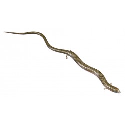 Gestreepte Hazelskink Model