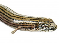 Gestreepte Hazelskink Model