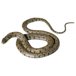 Gevlekte Ringslang Model