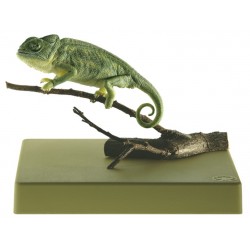 Gewone Kameleon Model