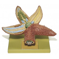 Gewone Zeester Model