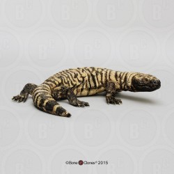 Gilamonster Model