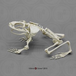 Goliathkikker Skelet Model