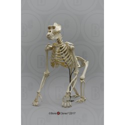 Gorilla Skelet