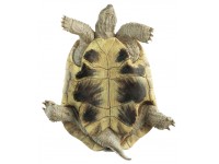 Griekse landschildpad Model