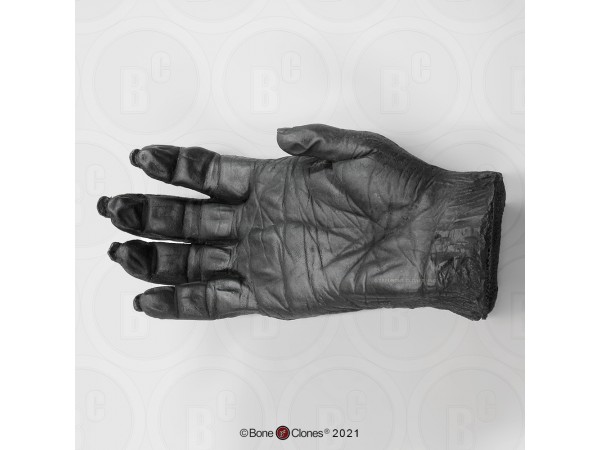 Hand Chimpansee Model