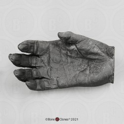 Hand Gorilla Model